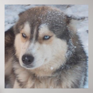 Poster Husky
