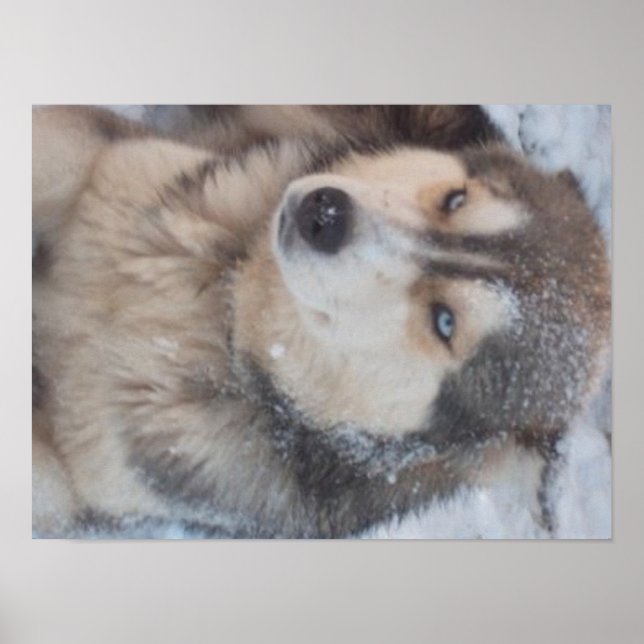 Poster Husky (Front)