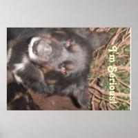 Poster Husky Collie Cross