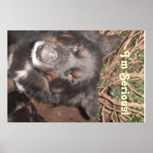 Poster Husky Collie Cross