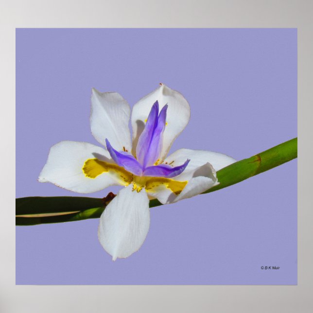 Poster - Iris - Fortnight Lilly (Front)