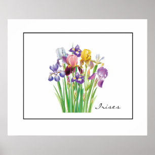 Poster-Irises Poster