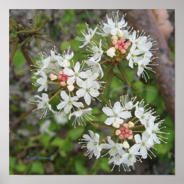 Poster Kirsti Harmaja (Front)
