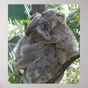 Poster Koala And Babies Australia Photo ZIZZAGO