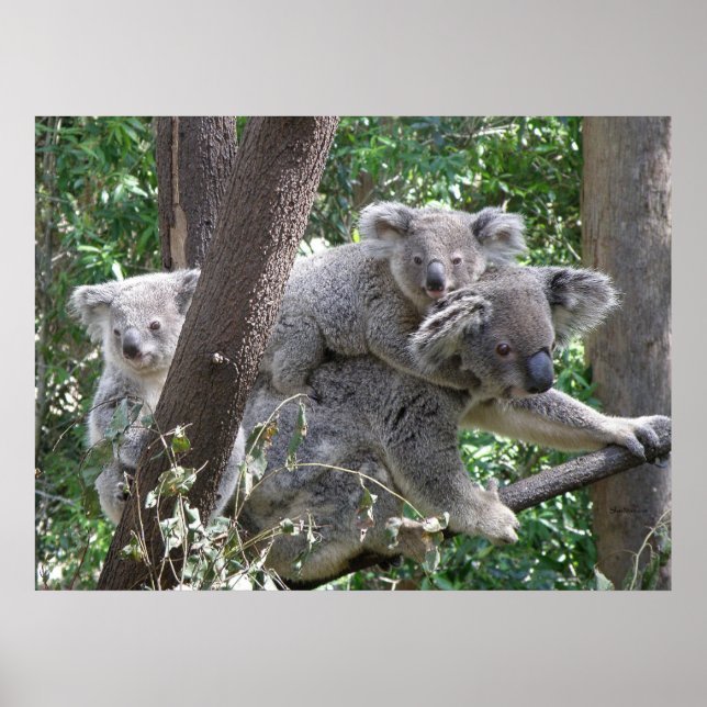 Poster Koala and Two Babies Photo Australia (Front)