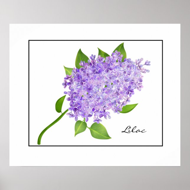 Poster-Lilac Poster (Front)