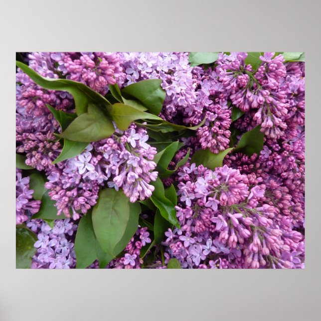 POSTER - Lilacs in Spring- France (Front)