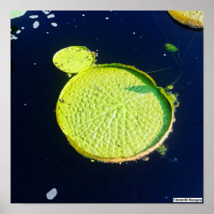 Poster - Lily Pad (Chicago)