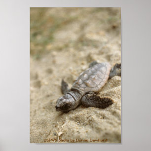 Poster / Loggerhead Sea Turtle Hatchling