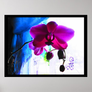 Poster, Magenta Orchid, colour background options Poster