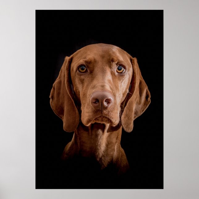 Poster Magyar Vizsla verschiedene Größen!! (Front)