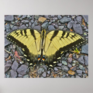 Poster Male Eastern Tiger Swallowtail Butterfly