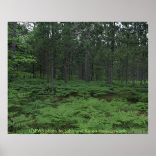 Poster / Michigan's Seney National Wildlife Refuge