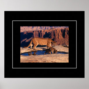 Poster-Mountain Lion & Cubs Poster