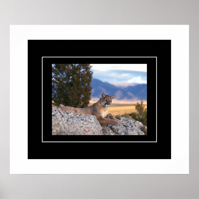 Poster-Mountain Lion Poster (Front)