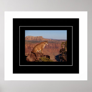 Poster-Mountain Lion Poster