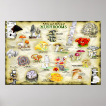 Poster Mushrooms (edible and medicinal)