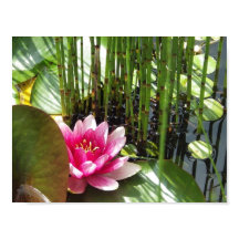 Poster Nénuphar Zen 27.94x21.59cm