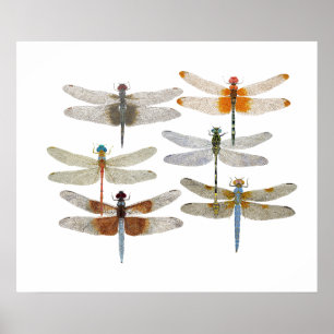 Poster of 6 dragonfly species