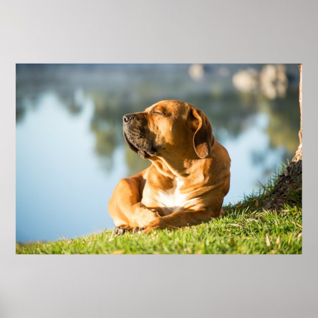 Poster of Boerboel dog (Front)