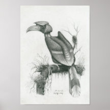 Poster of Cambodian Hornbill Bird by Vannak Prum