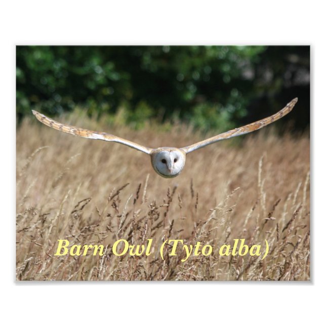 Poster of flying barn owl in flight (Front)