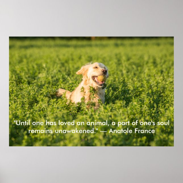 Poster of Golden Retriever with Quote (Front)
