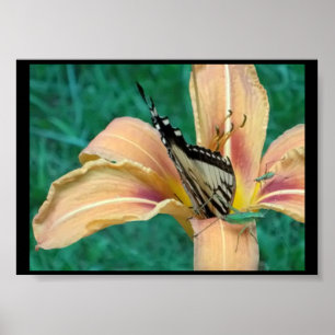 Poster of Grasshoppers & Butterfly in a Tigerlily