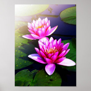 Poster of lotus in the early morning