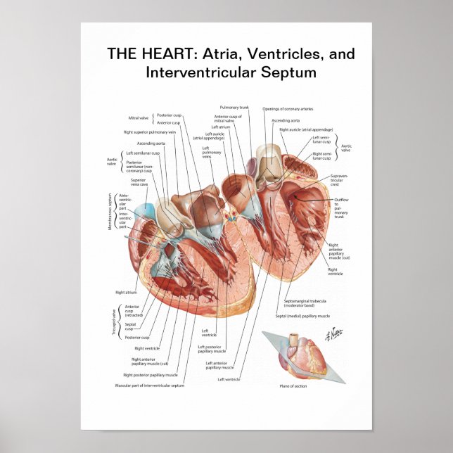 Poster of Netter Heart in Cross-Section (Front)