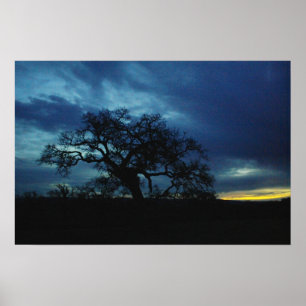Poster of oak at sunset