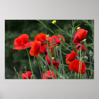 Poster Of Poppies - Floral Nature Photography
