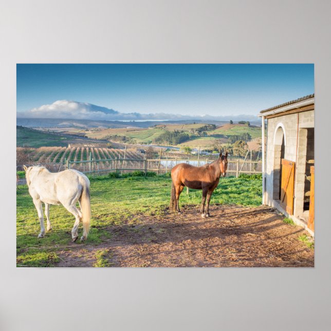 Poster of two Arabian Horses (Front)