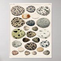 POSTER OF VINTAGE BIRD'S EGGS 1843 ILLUSTRATION
