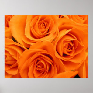 Poster, Orange Roses Poster
