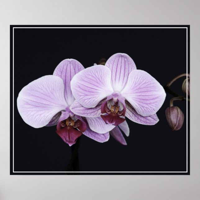 Poster-Orchid Flowers Poster (Front)