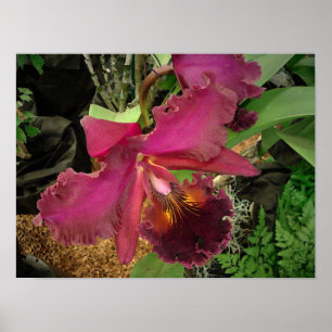 Poster: Orchid with a Gold and Brown Centre Poster