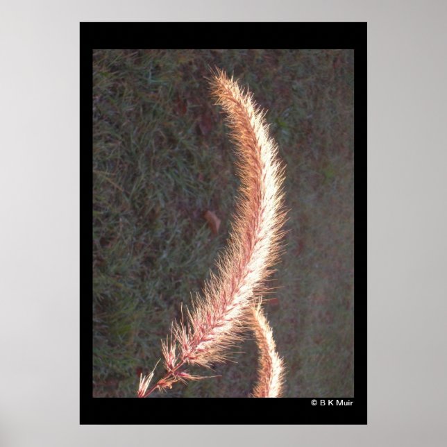 Poster - Ornamental Grass Seedhead (Front)