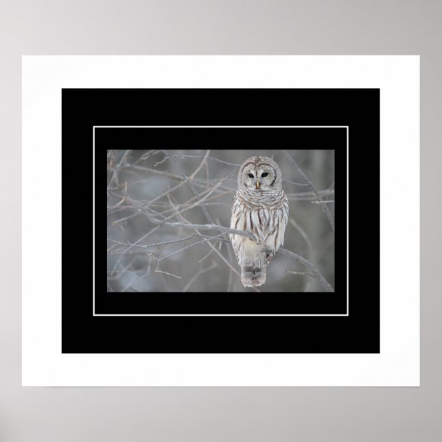 Poster-Owl Poster (Front)