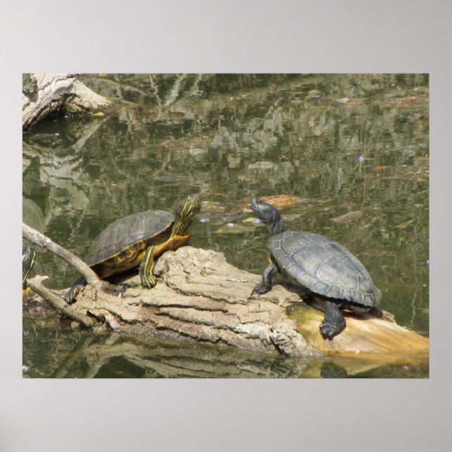 Poster--Painted Turtles Poster (Front)