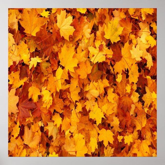 Poster Paper (Matte) (Front)