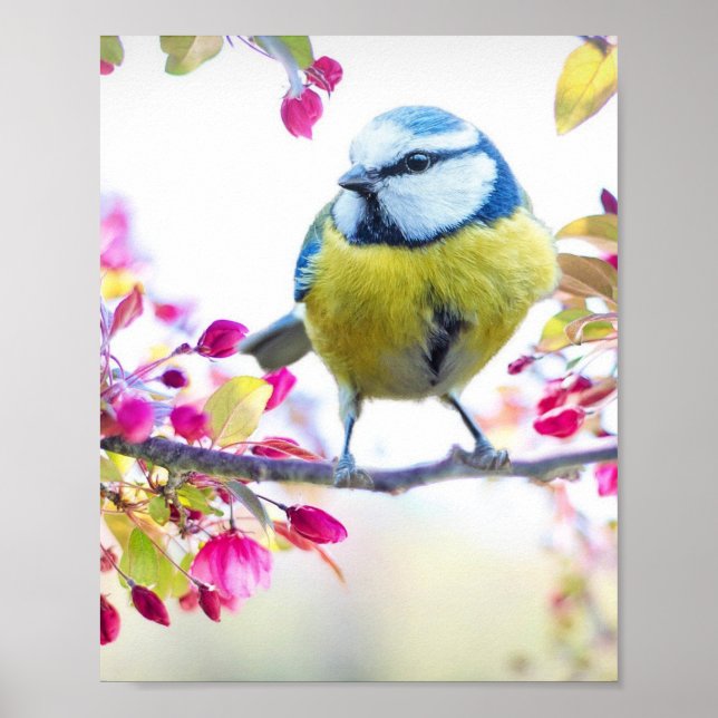 Poster Passaro Colorido (Front)