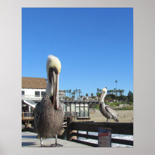Poster - Pelicans on Pier