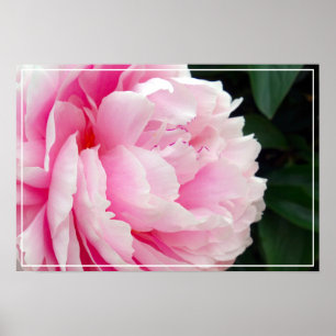 Poster-Peony Flower Poster