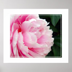 Poster-Peony Flower Poster