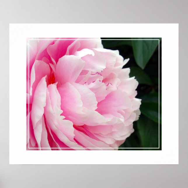 Poster-Peony Flower Poster (Front)