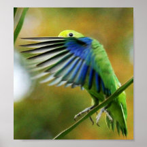 POSTER PERIQUITO TUIM 1