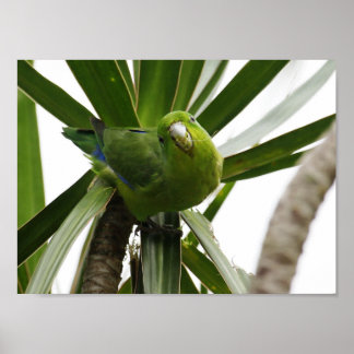 POSTER PERIQUITO TUIM 2