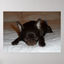 poster photo chihuahua chiot marron endormi
