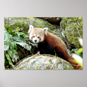 Poster Photo red panda , animals 0507.